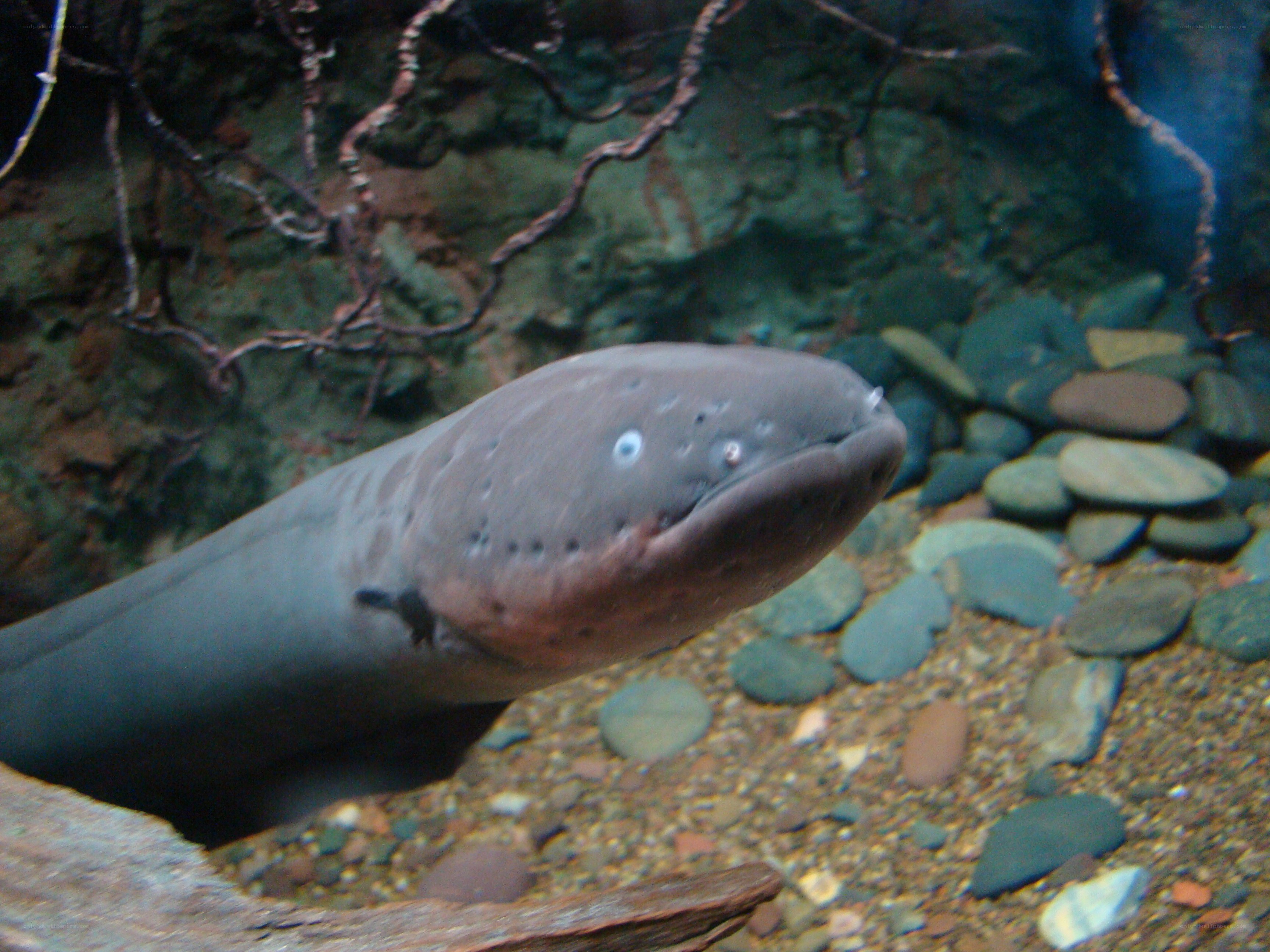 Eel in aquarium