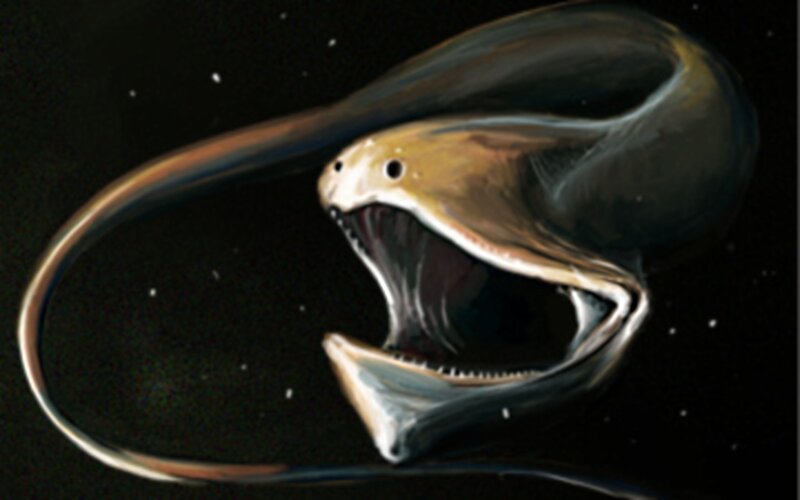 Eel-like Creature in Space