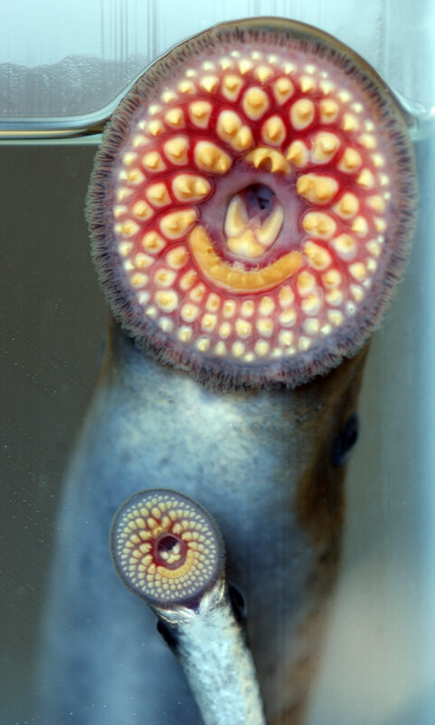 Eel with circular mouth
