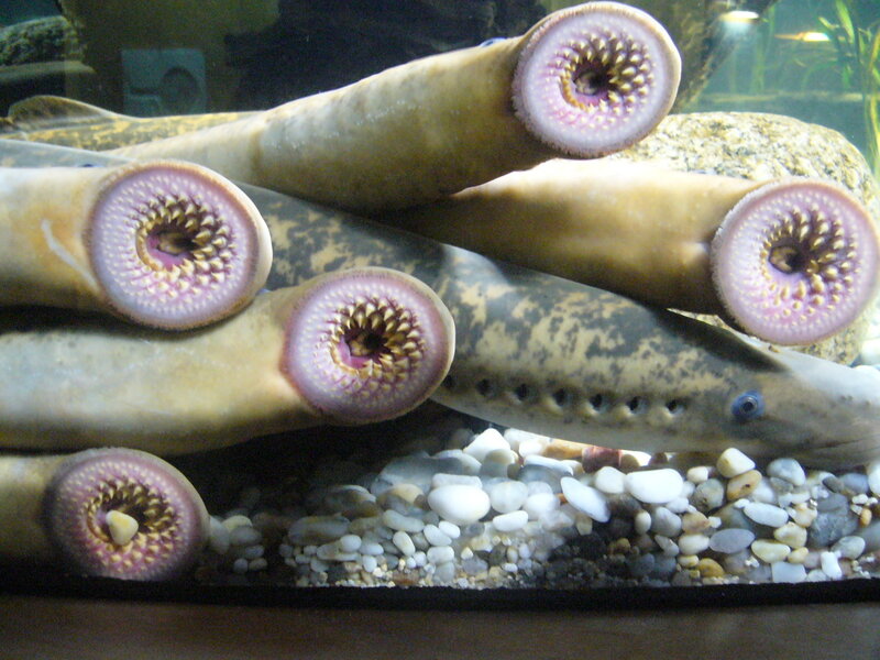 Eels with suction mouths