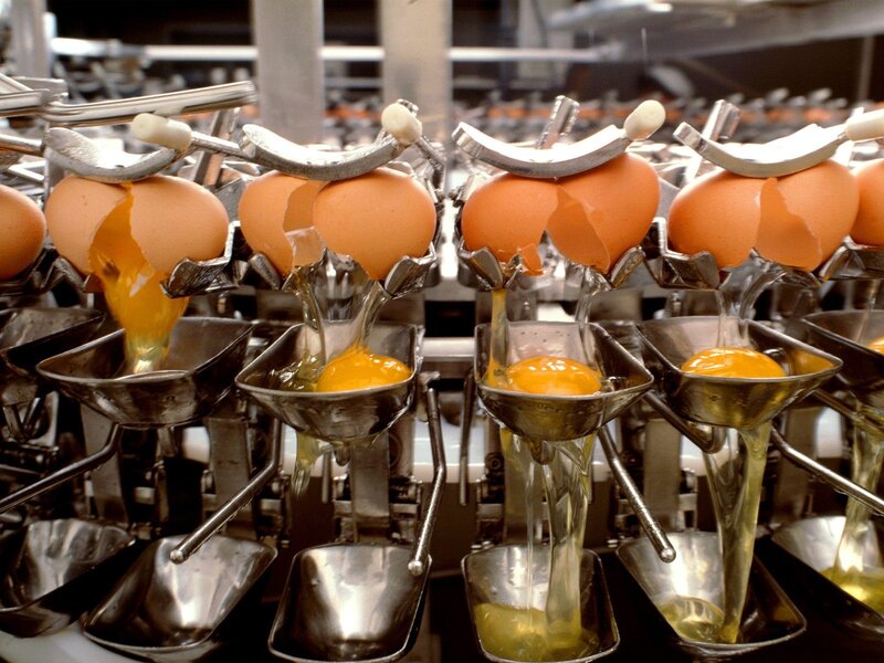Egg processing line in action