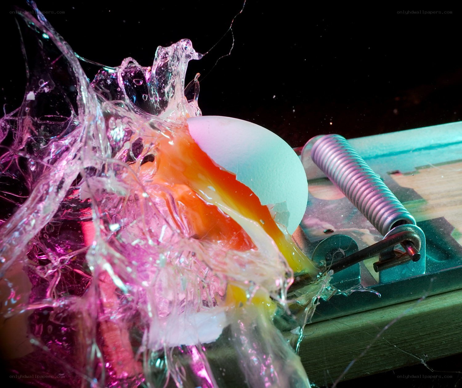 Egg splattering on a mousetrap