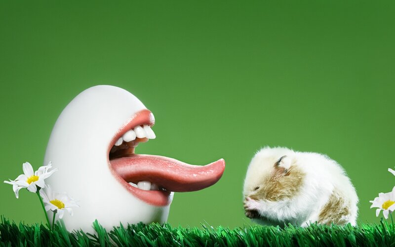egg with tongue and hamster