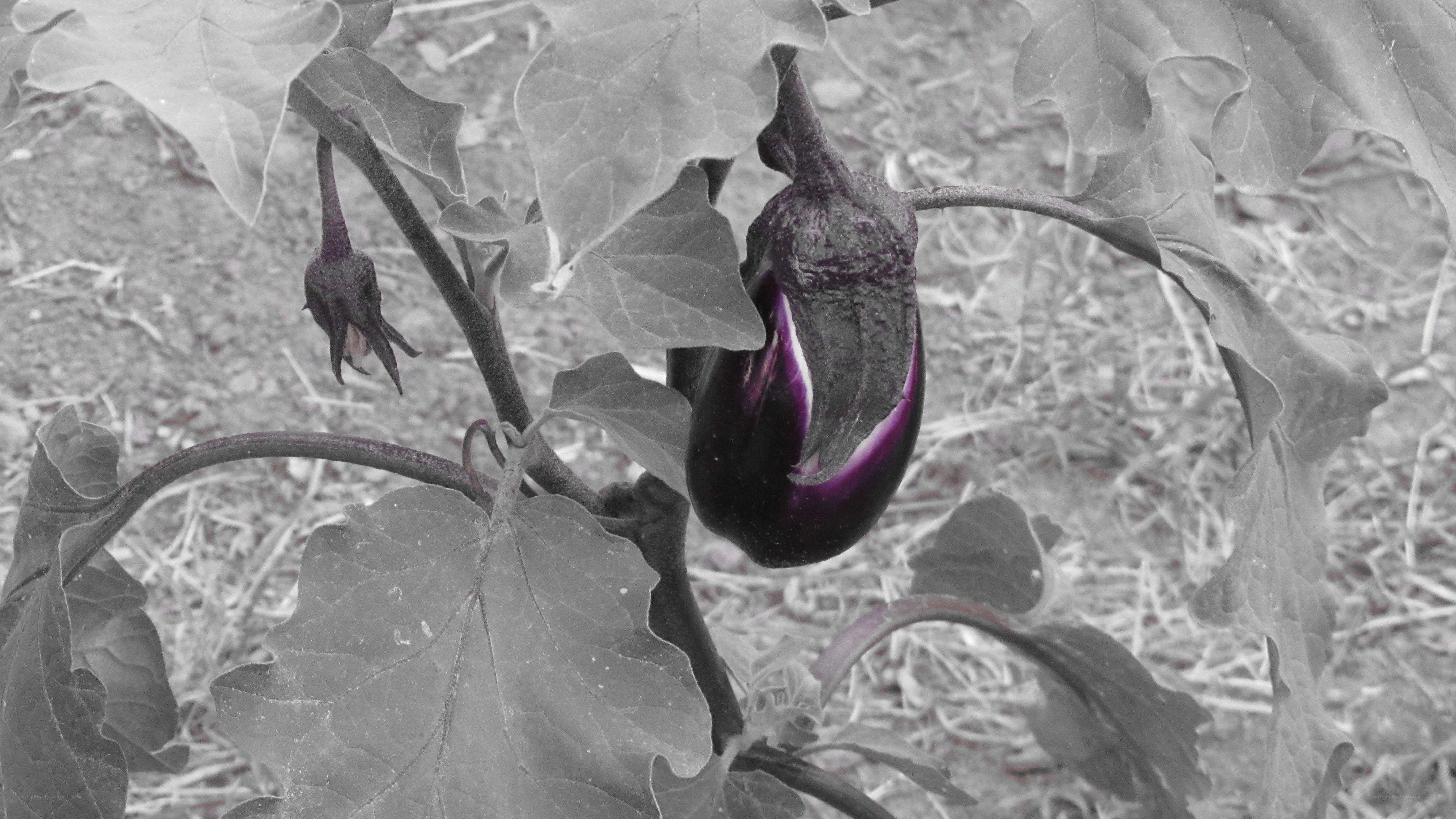 eggplant on a plant