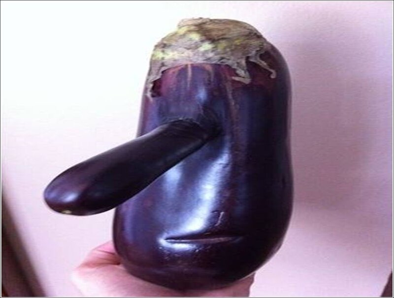 Eggplant with Protrusion