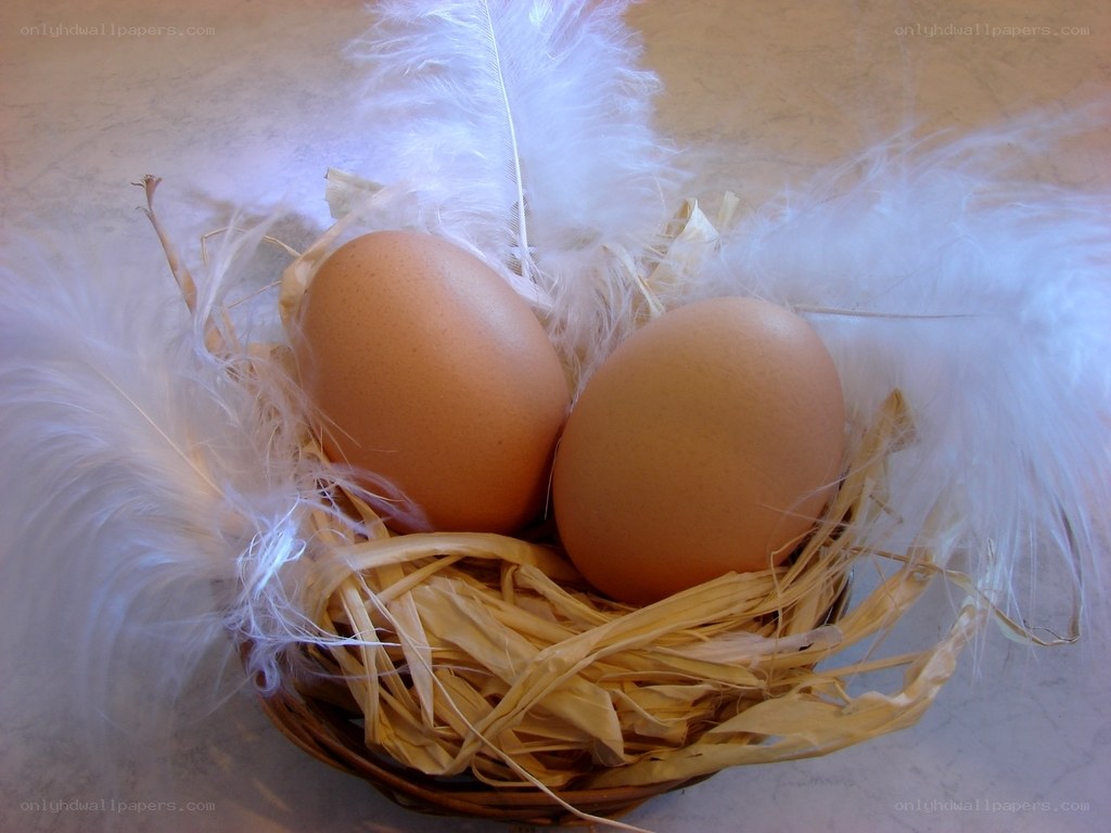Eggs in a nest with feathers