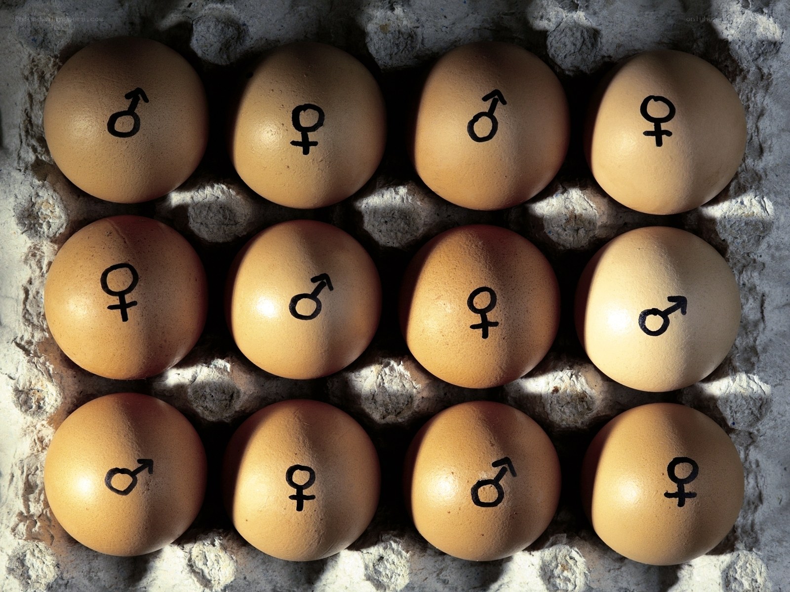 Eggs with gender symbols