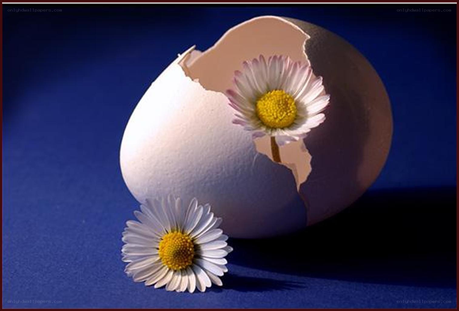 Eggshell with daisies