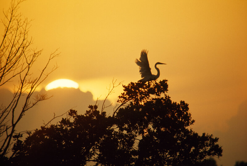 Egret at sunset