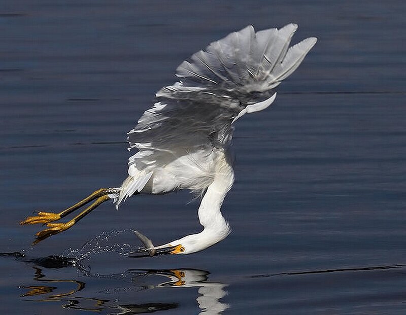 Egret catching fish