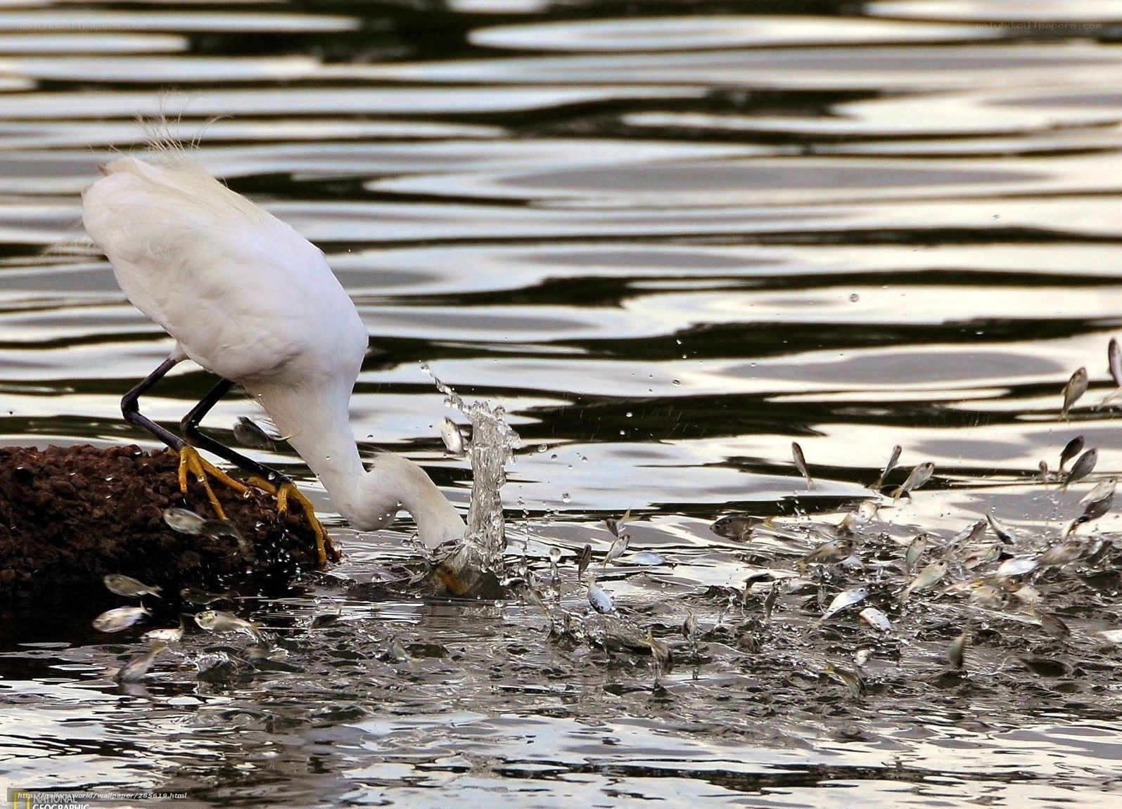 Egret catching fish in water