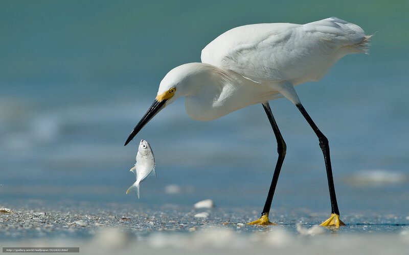 Egret catching fish on beach