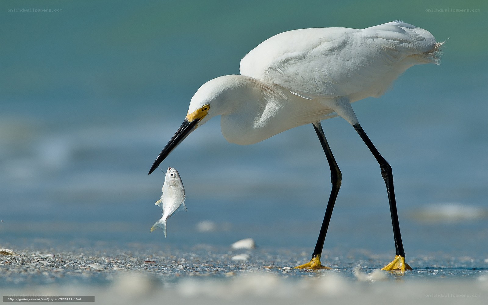 Egret catching fish on beach