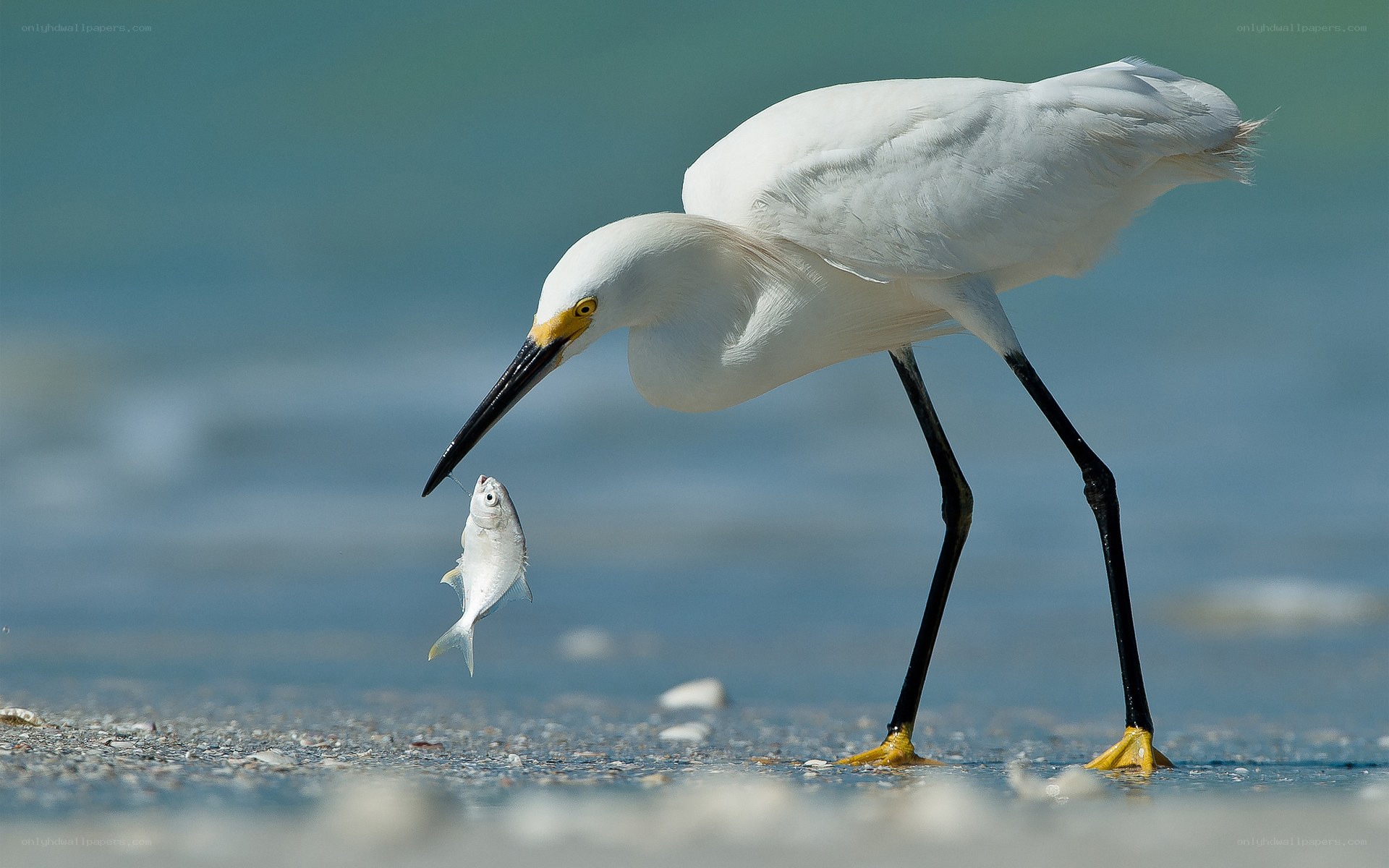 Egret catching fish on beach