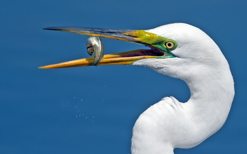 Egret catching fish