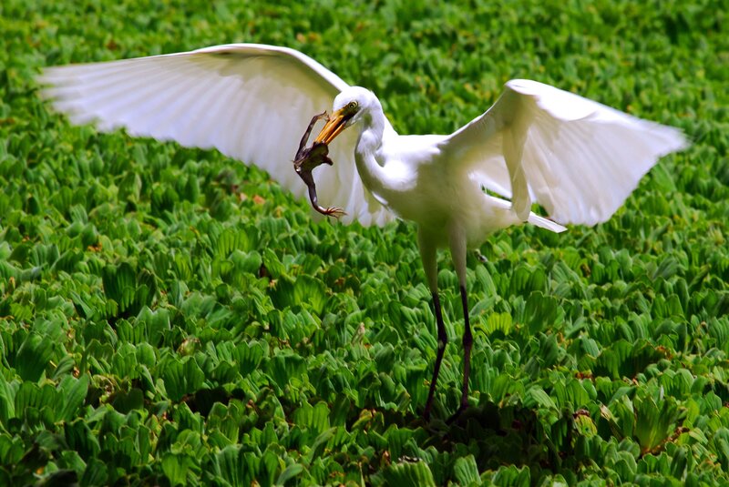Egret catching frog in pond