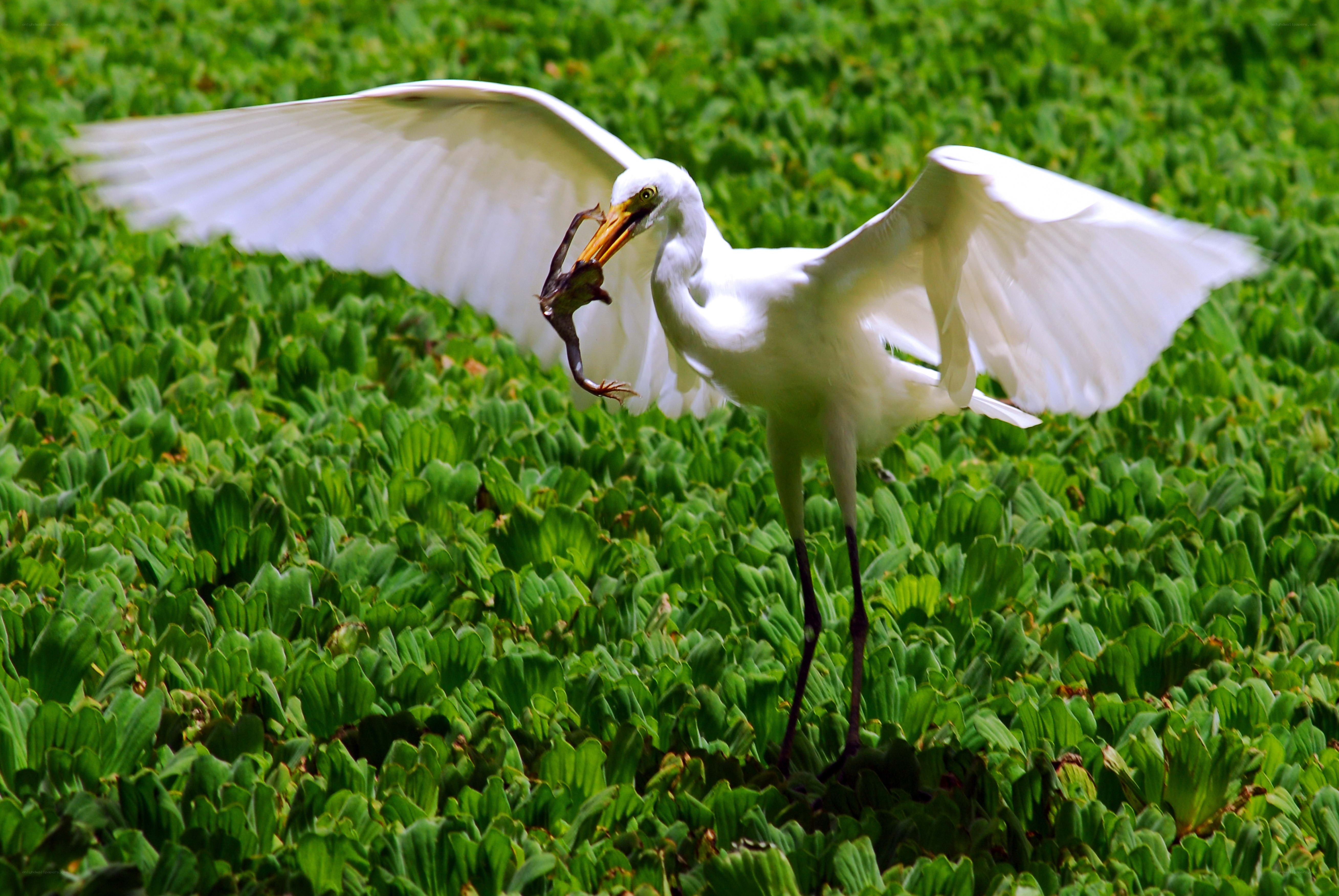 Egret catching frog in pond