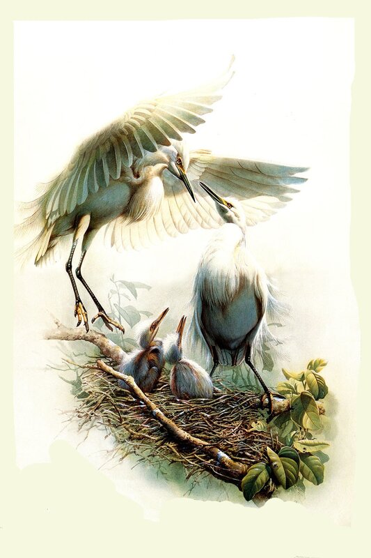 Egret family in nest