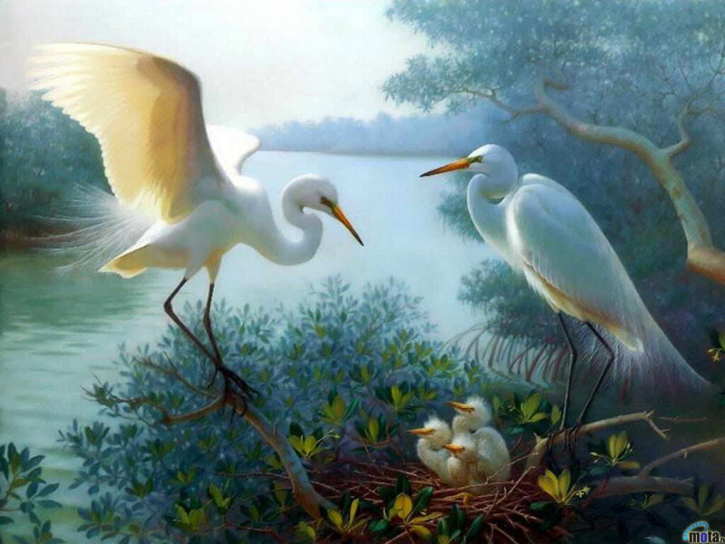 Egret Family in Nest — White, Serene