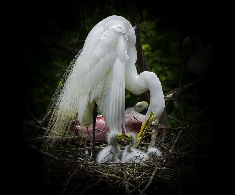 Egret Feeding Chicks