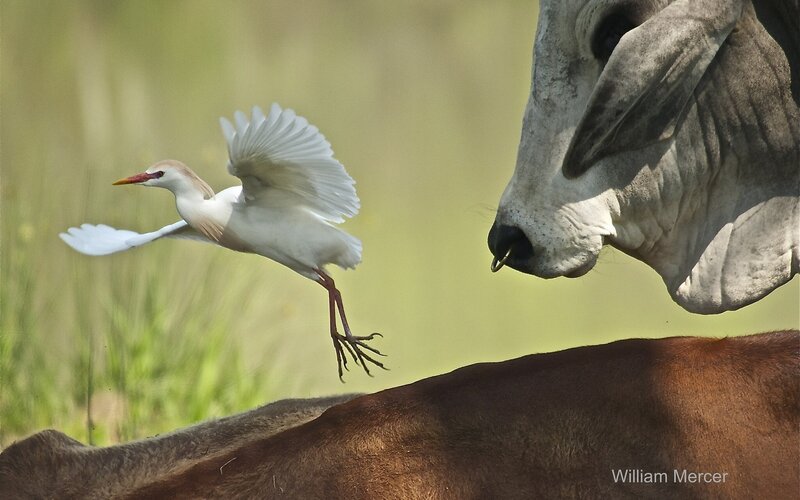 Egret flying near cow