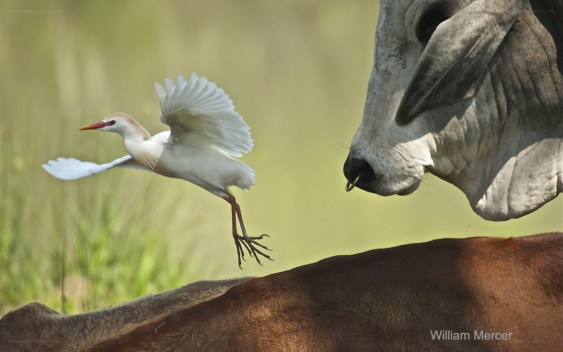 Egret flying near cow
