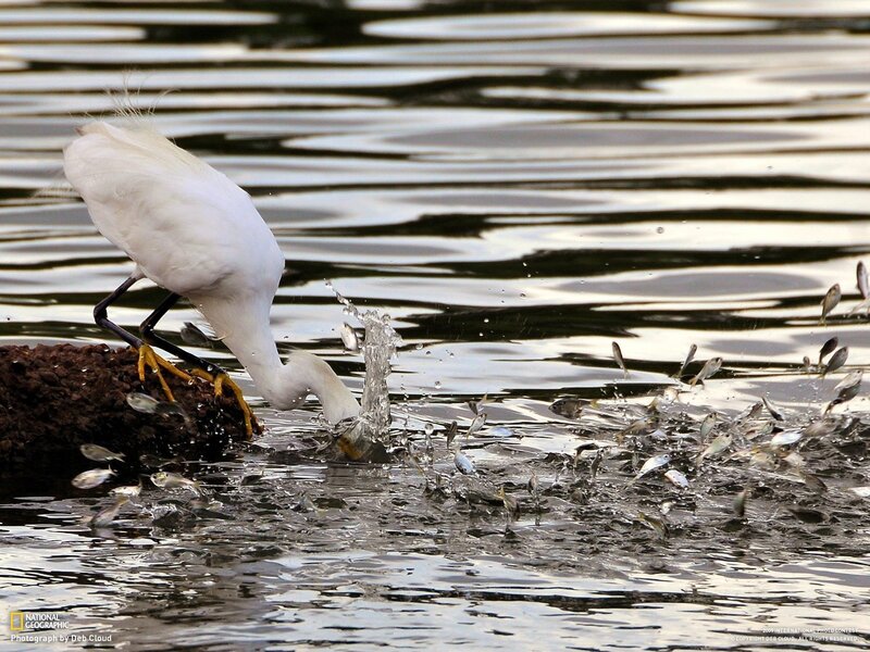 Egret hunting fish in water