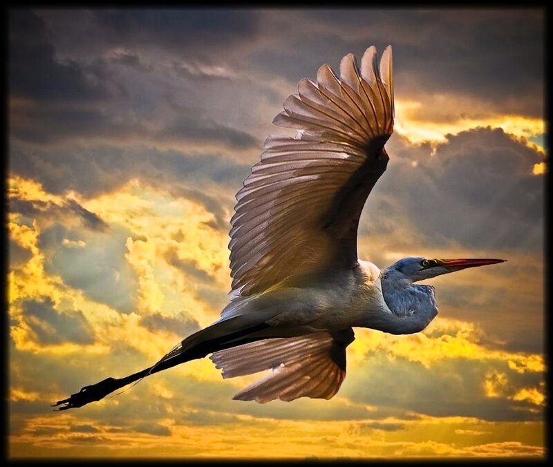 Egret in flight at sunset