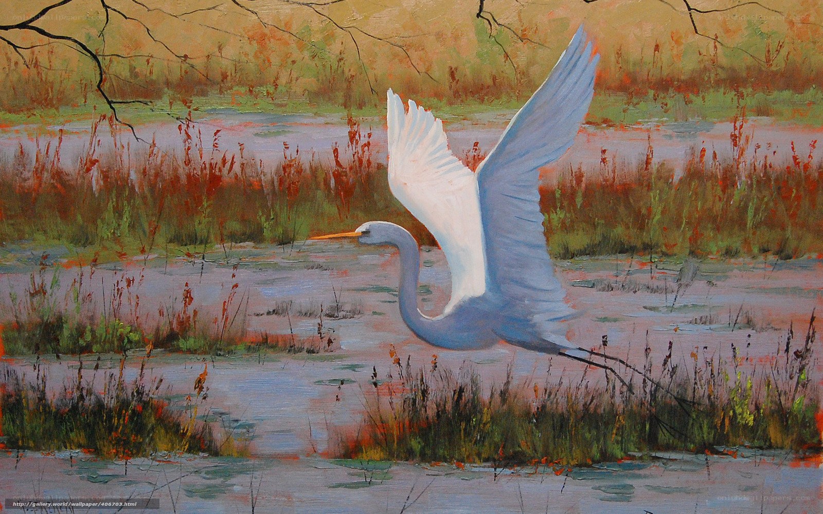 Egret in flight over marsh