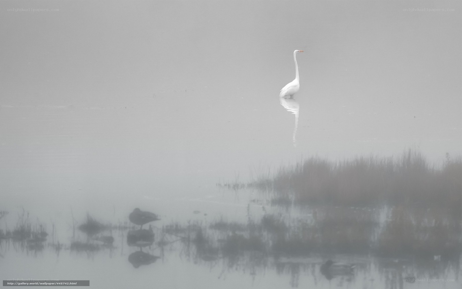 Egret in misty marsh