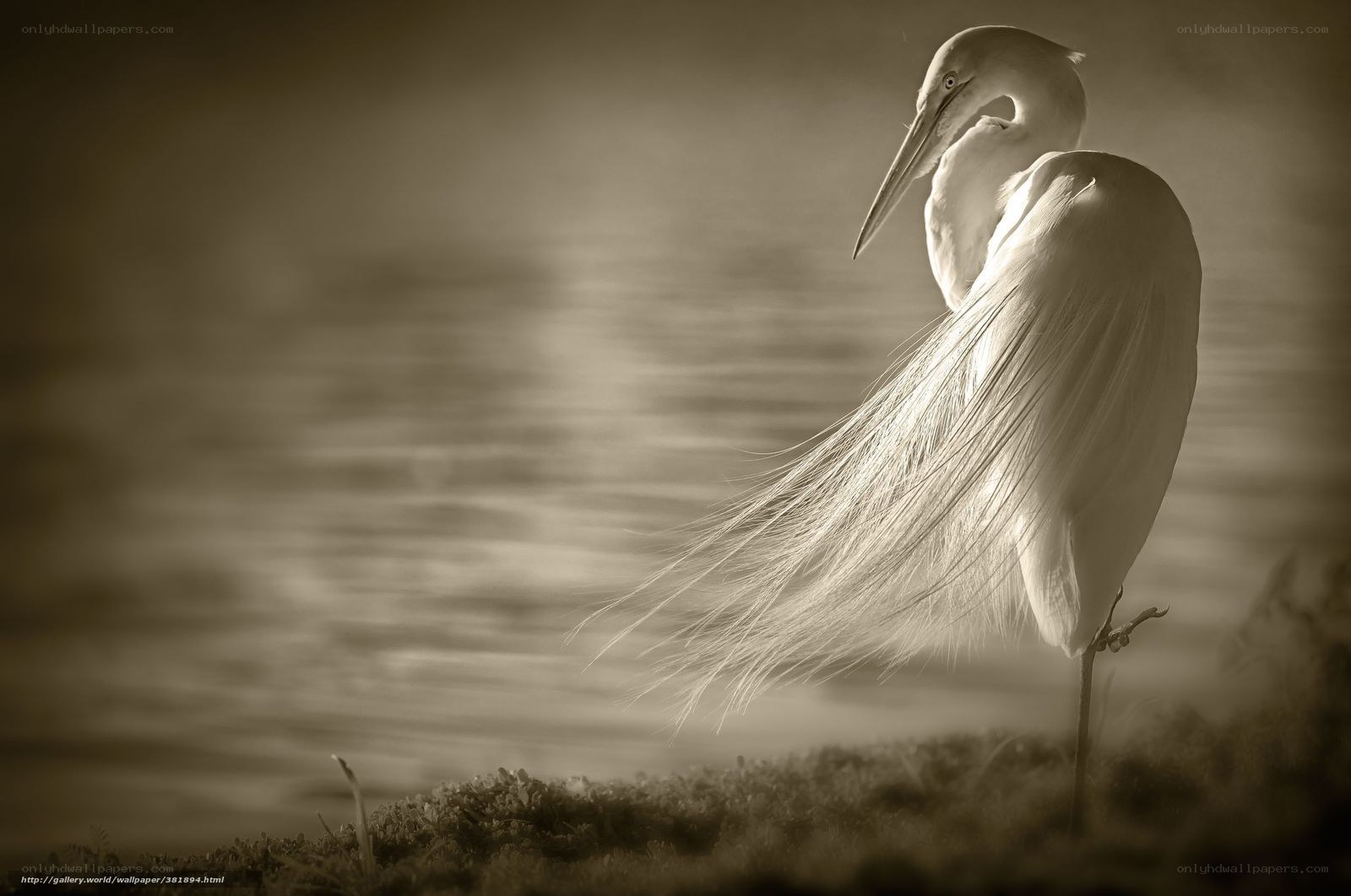 Egret in Sepia Light
