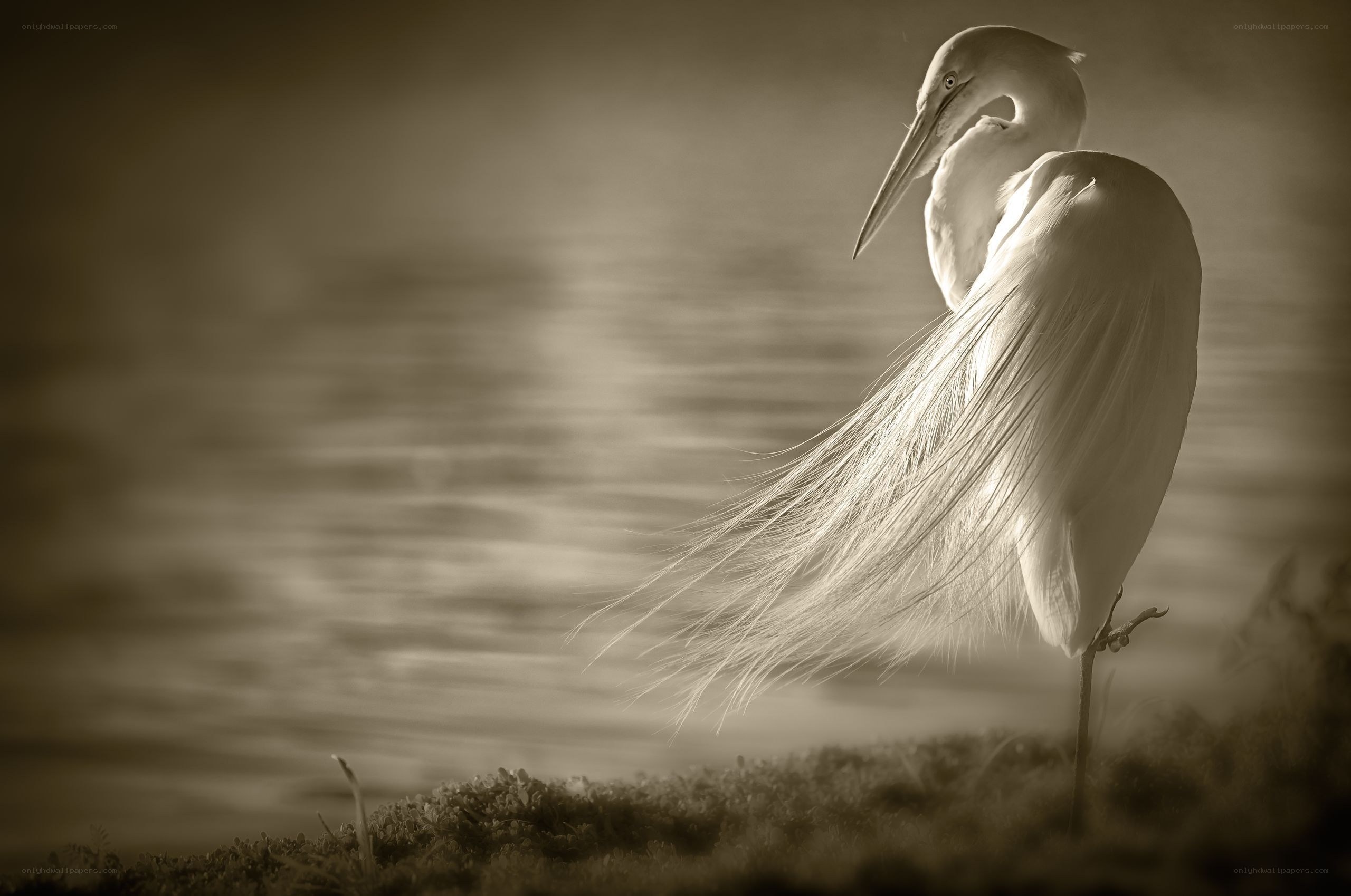 Egret in Sepia Light