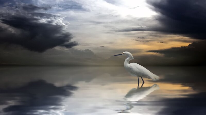 Egret in stormy waters