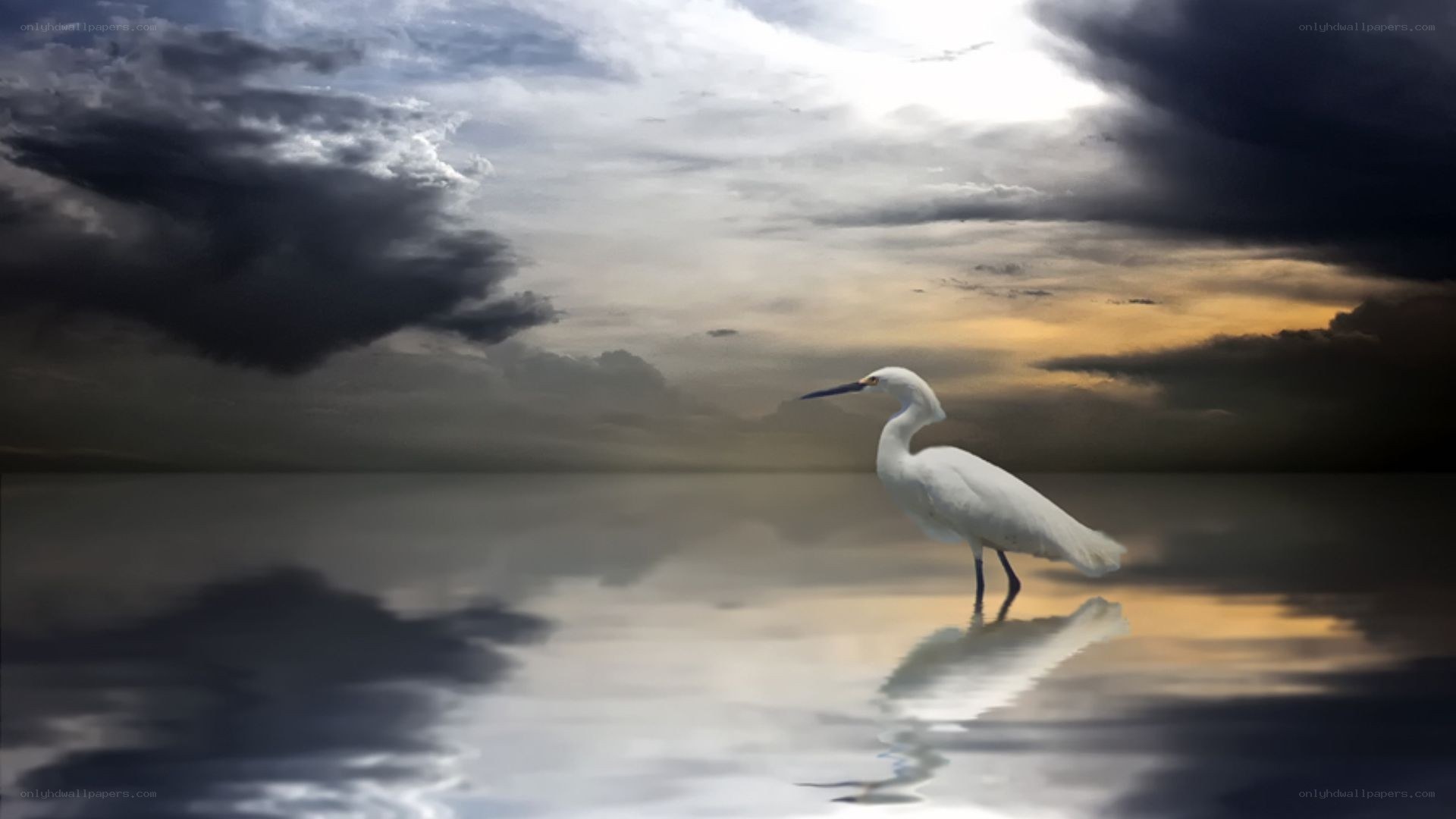 Egret in stormy waters