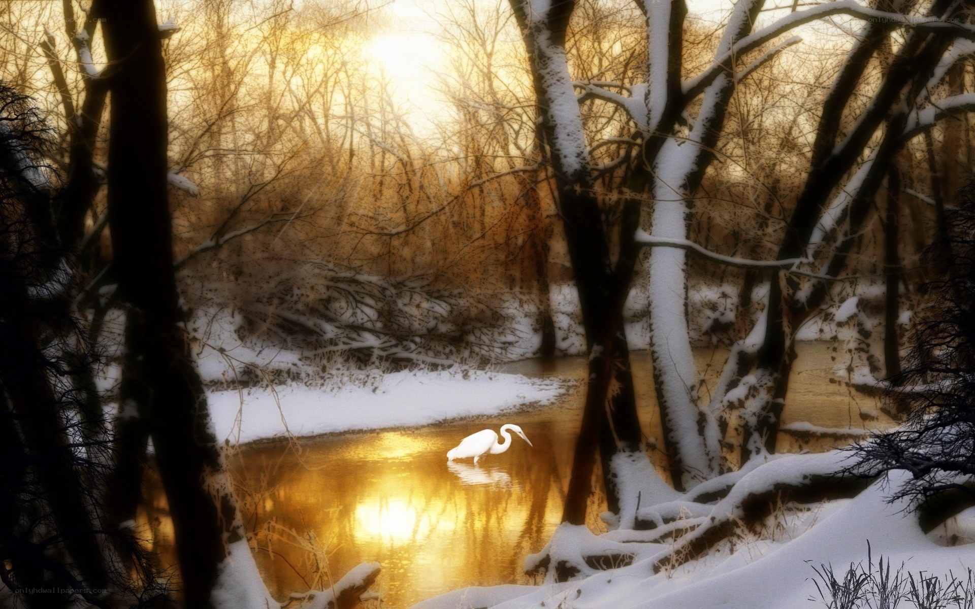 Egret in winter forest