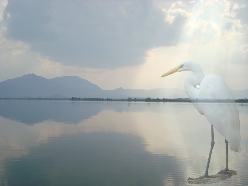 Egret on a calm lake