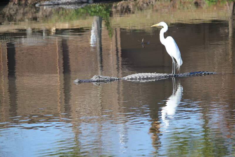 Egret on Alligator