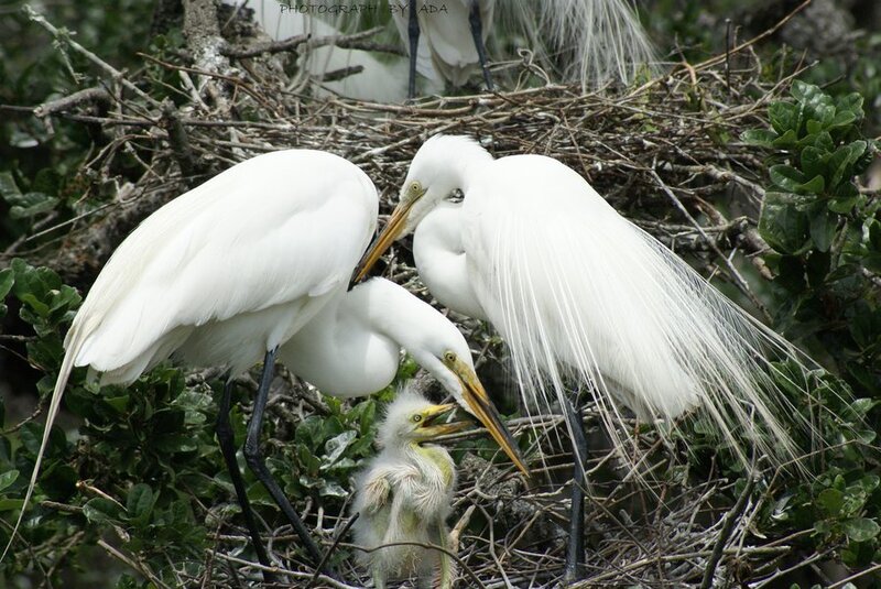 Egret Parents Feeding Chick