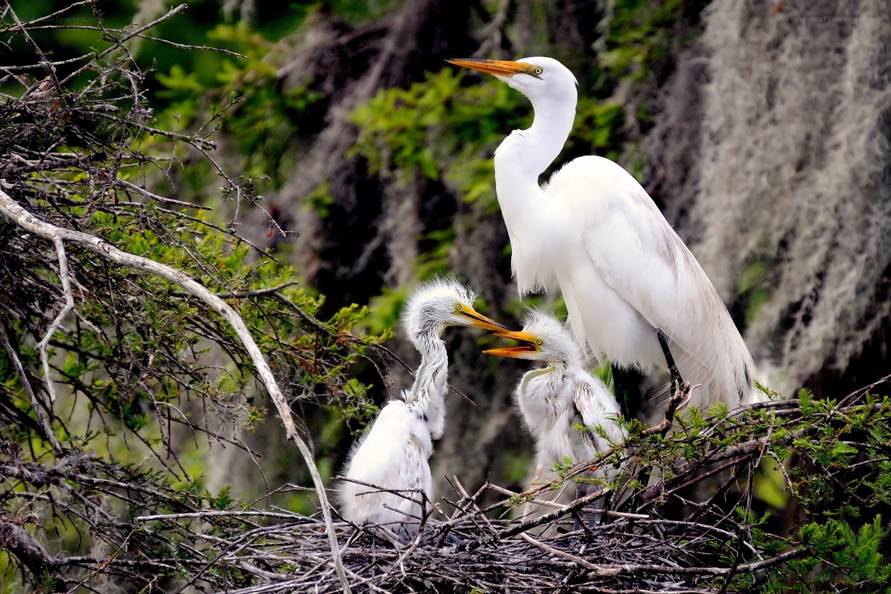 Egret parents feeding chicks