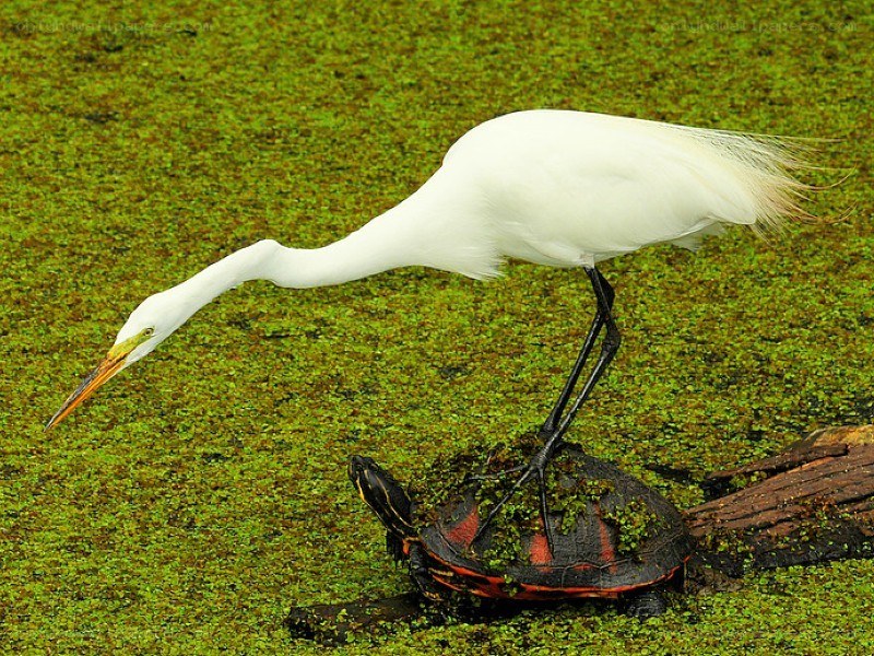 Egret standing on a turtle