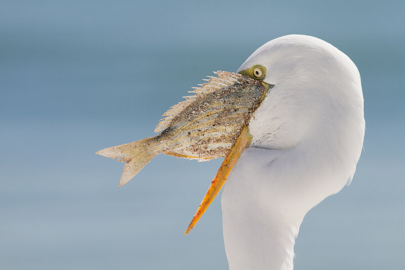 Egret with fish in beak
