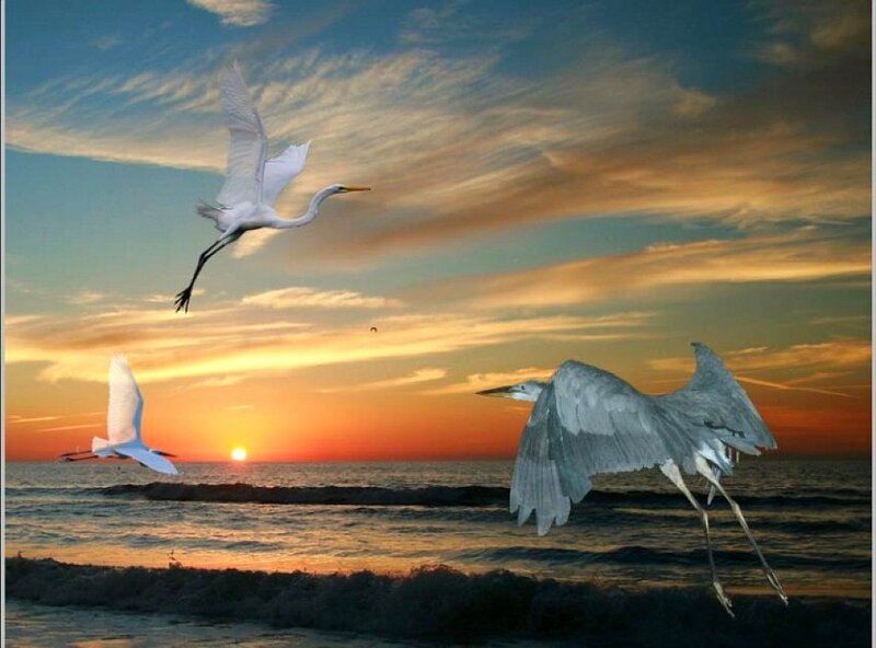 Egrets Flying over Ocean