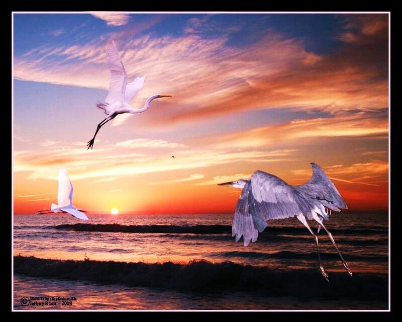 Egrets flying over the ocean at sunset