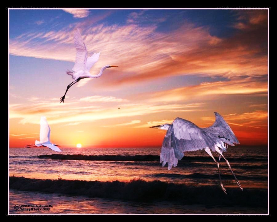 Egrets flying over the ocean at sunset
