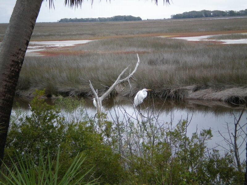 Egrets in a marsh