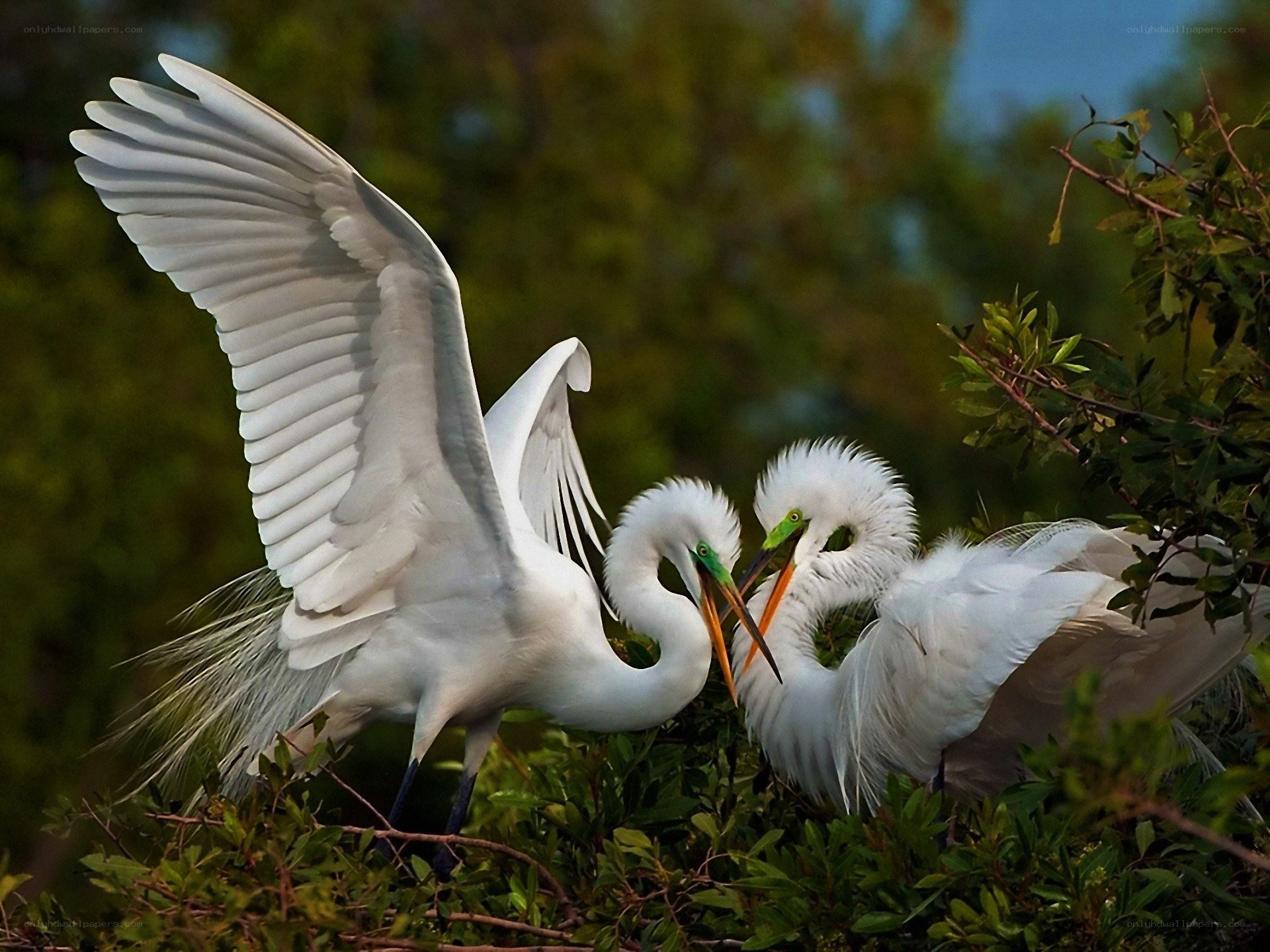 Egrets in a nest