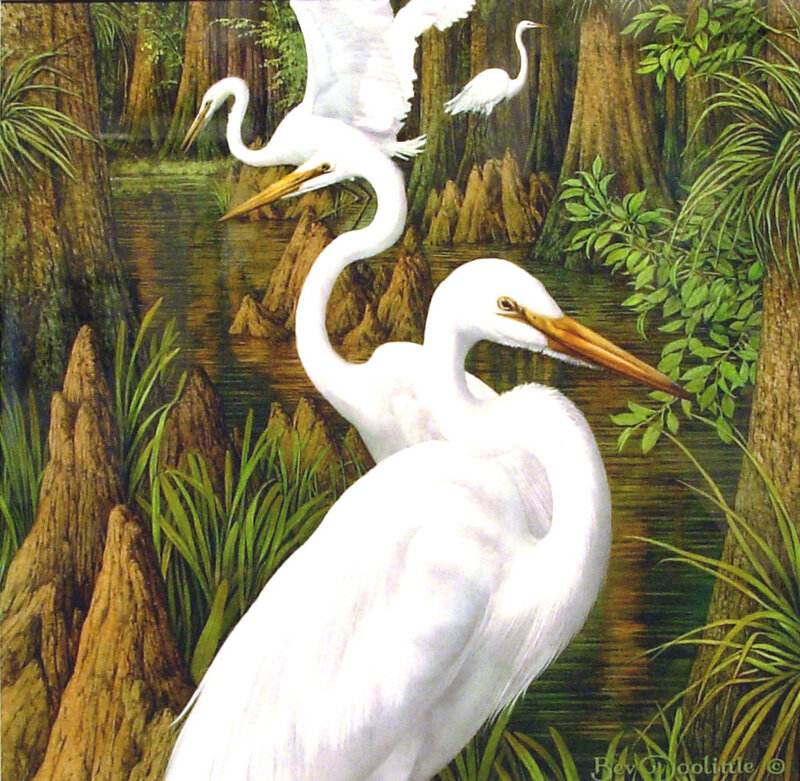 Egrets in a swamp