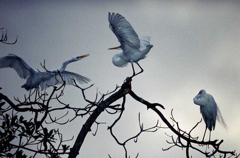 Egrets in a tree