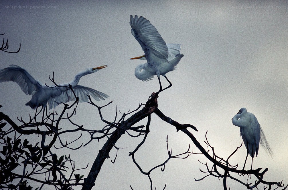 Egrets in a tree