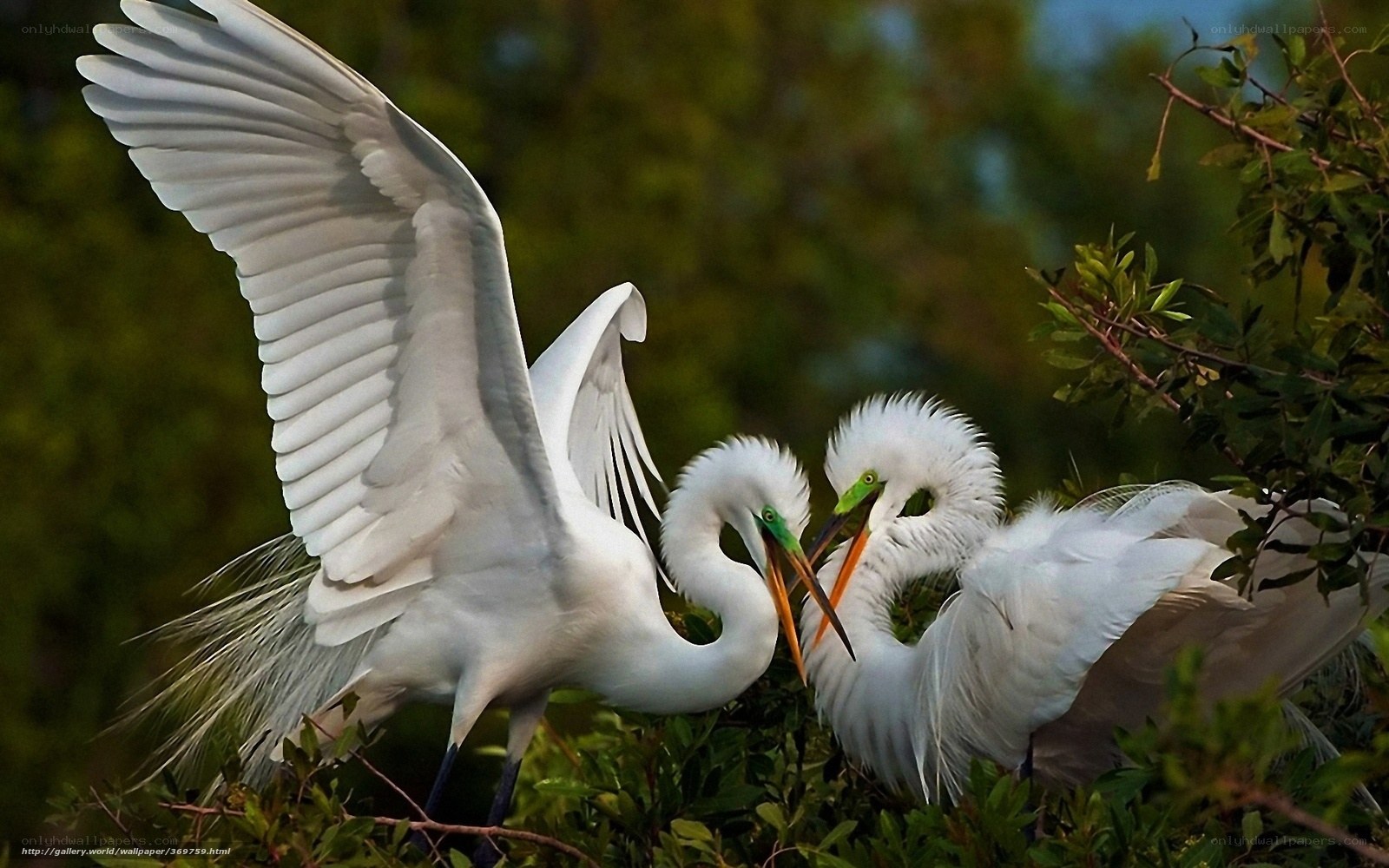 Egrets in a tree